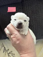 AKC Bella, a female Chihuahua for sale in Norwich, CT – Photo 6 of 9