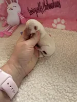 AKC Emma, a female Chihuahua for sale in Norwich, CT – Photo 4 of 10