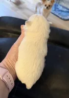 AKC Bella, a female Chihuahua for sale in Norwich, CT – Photo 6 of 9