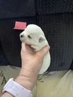 AKC Bella, a female Chihuahua for sale in Norwich, CT – Photo 7 of 9