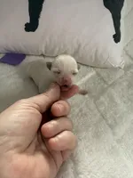 AKC Emma, a female Chihuahua for sale in Norwich, CT – Photo 3 of 10