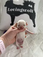 AKC Emma, a female Chihuahua for sale in Norwich, CT – Photo 7 of 10