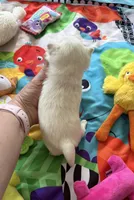 AKC TINY BELLA, a female Chihuahua for sale in Norwich, CT – Photo 3 of 10