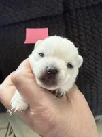 AKC Bella, a female Chihuahua for sale in Norwich, CT – Photo 5 of 9