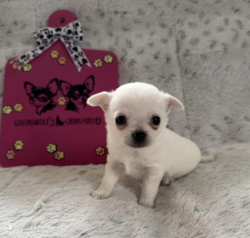  TINY AKC BELLA – Chihuahua puppy for sale in Norwich, CT