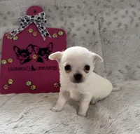  TINY AKC BELLA, a female Chihuahua for sale in Norwich, CT – Photo 1 of 9