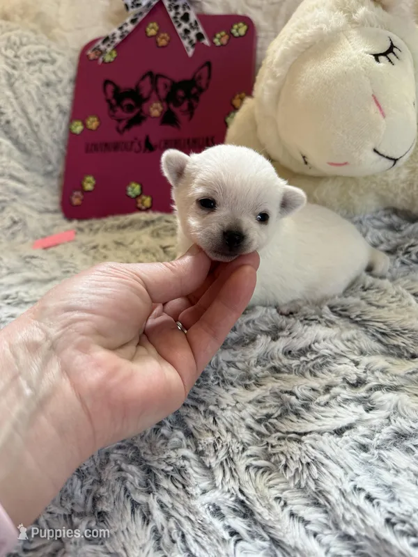 AKC Bella – Chihuahua puppy for sale in Norwich, CT