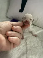 AKC Emma, a female Chihuahua for sale in Norwich, CT – Photo 4 of 10