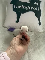 AKC Emma, a female Chihuahua for sale in Norwich, CT – Photo 5 of 10