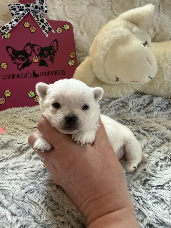 AKC Bella – Chihuahua puppy for sale in Norwich, CT