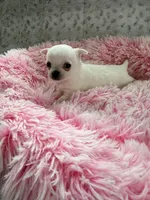  TINY AKC BELLA, a female Chihuahua for sale in Norwich, CT – Photo 9 of 9
