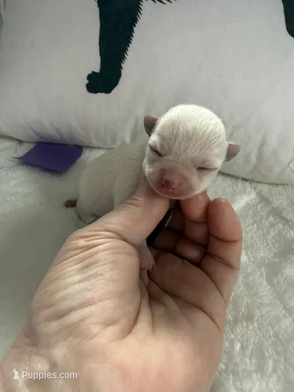 AKC Emma – Chihuahua puppy for sale in Norwich, CT