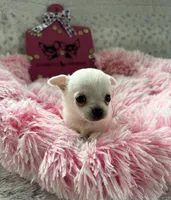  TINY AKC BELLA, a female Chihuahua for sale in Norwich, CT – Photo 5 of 9