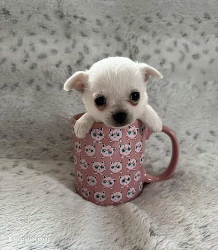 AKC TINY BELLA – Chihuahua puppy for sale in Norwich, CT