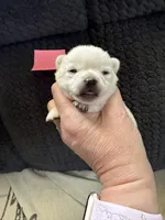 AKC Bella, a female Chihuahua for sale in Norwich, CT – Photo 4 of 9