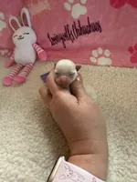 AKC Emma, a female Chihuahua for sale in Norwich, CT – Photo 7 of 10