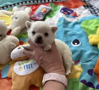 AKC TINY BELLA, a female Chihuahua for sale in Norwich, CT – Photo 9 of 10