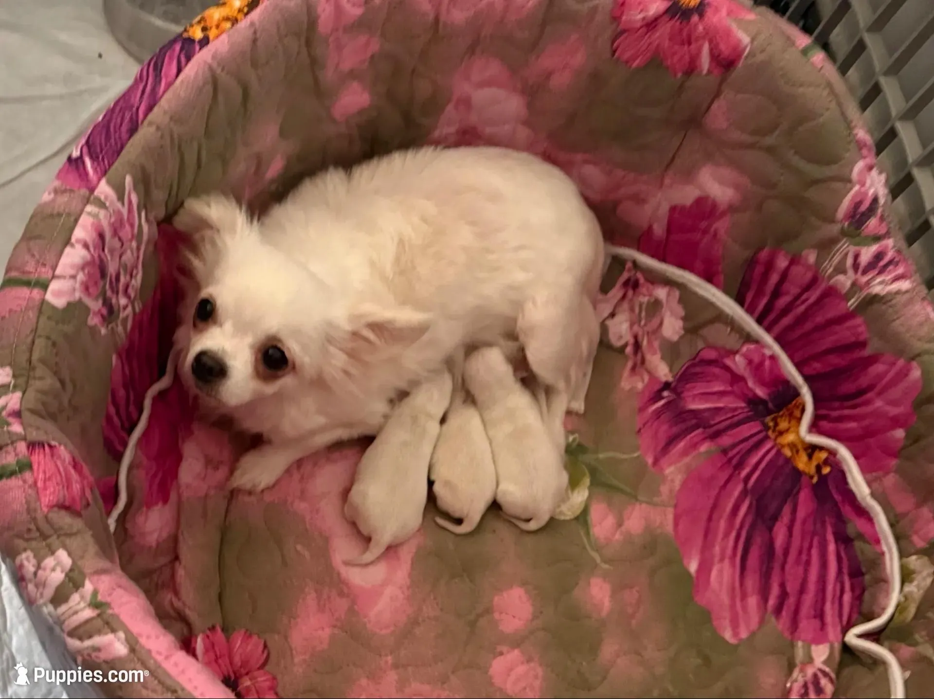 AKC Bella, a female Chihuahua for sale in Norwich, CT – Photo 8 of 9