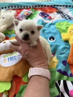 AKC TINY BELLA, a female Chihuahua for sale in Norwich, CT – Photo 5 of 10