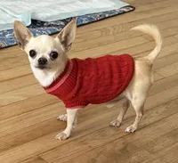 AKC Emma, a female Chihuahua for sale in Norwich, CT – Photo 10 of 10