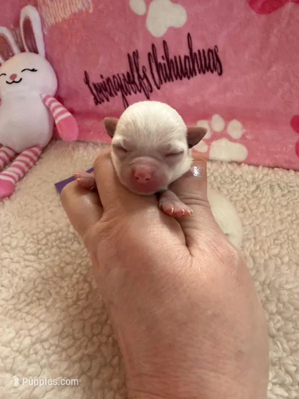 AKC Emma – Chihuahua puppy for sale in Norwich, CT