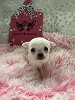  TINY AKC BELLA, a female Chihuahua for sale in Norwich, CT – Photo 6 of 9