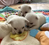 AKC TINY BELLA, a female Chihuahua for sale in Norwich, CT – Photo 8 of 10