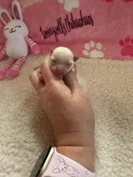 AKC Emma, a female Chihuahua for sale in Norwich, CT – Photo 5 of 10