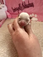 AKC Emma, a female Chihuahua for sale in Norwich, CT – Photo 2 of 10