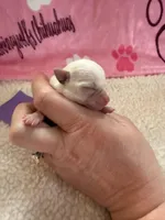 AKC Emma, a female Chihuahua for sale in Norwich, CT – Photo 6 of 10