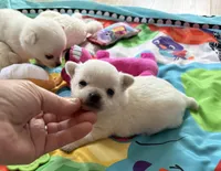 AKC TINY BELLA, a female Chihuahua for sale in Norwich, CT – Photo 6 of 10