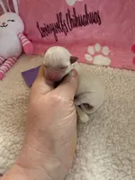 AKC Emma, a female Chihuahua for sale in Norwich, CT – Photo 8 of 10