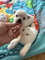 AKC TINY BELLA, a female Chihuahua for sale in Norwich, CT – Photo 10 of 10