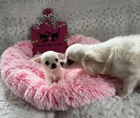  TINY AKC BELLA, a female Chihuahua for sale in Norwich, CT – Photo 4 of 9