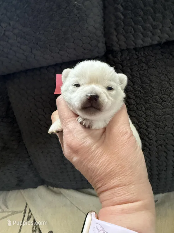 AKC Bella – Chihuahua puppy for sale in Norwich, CT