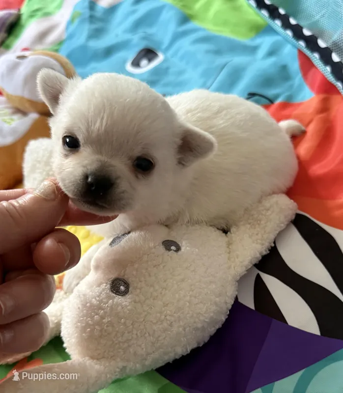 AKC TINY BELLA, a female Chihuahua for sale in Norwich, CT – Photo 1 of 10