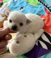 AKC TINY BELLA, a female Chihuahua for sale in Norwich, CT – Photo 1 of 10