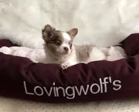 AKC Champion Bloodlines Coming, a  Chihuahua for sale in Norwich, CT – 5 of 9