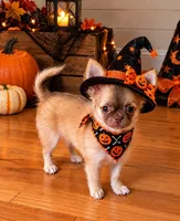 Daisy, a female Chihuahua for sale in Norwich, CT – 4 of 9