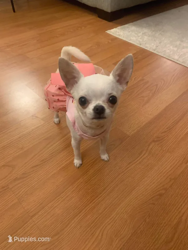 Coming  – Chihuahua puppy for sale in Norwich, CT