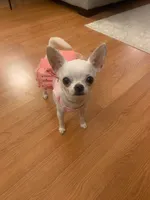 Coming , a  Chihuahua for sale in Norwich, CT – 1 of 10