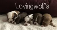 AKC CHAMPION BLOODLINES COMING SOON, a  Chihuahua for sale in Norwich, CT – 4 of 8
