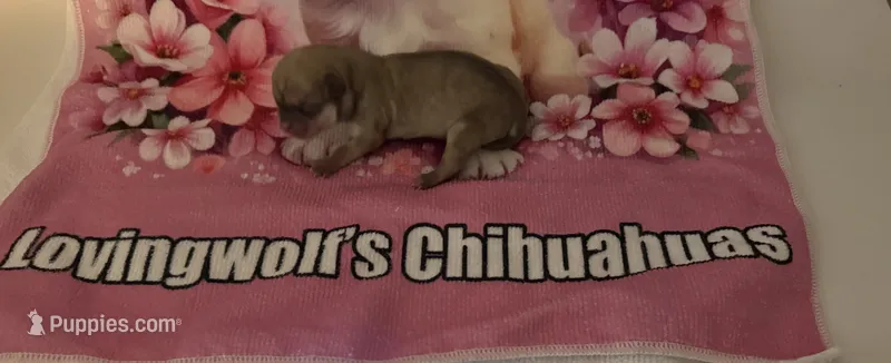 AKC Champion Bloodlines  – Chihuahua puppy for sale in Norwich, CT