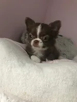 AKC CHAMPION BLOODLINES COMING SOON, a  Chihuahua for sale in Norwich, CT – 2 of 8