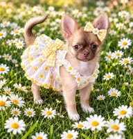 Daisy, a female Chihuahua for sale in Norwich, CT – 3 of 9