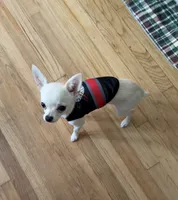 Bruno , a male Chihuahua for sale in Norwich, CT – 2 of 10