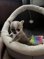 Coming , a  Chihuahua for sale in Norwich, CT – 4 of 10
