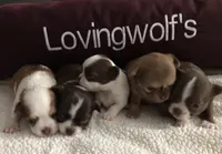 AKC CHAMPION BLOODLINES COMING SOON, a  Chihuahua for sale in Norwich, CT – 5 of 8