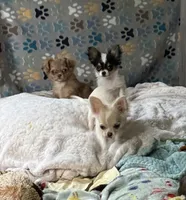 long coat merle , a female Chihuahua for sale in Norwich, CT – 5 of 9