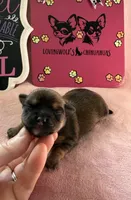 STELLA AKC CHAMPION BLOODLINES , a female Chihuahua for sale in Norwich, CT – 5 of 10